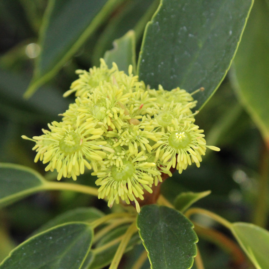 Trochodendron araliodes Image