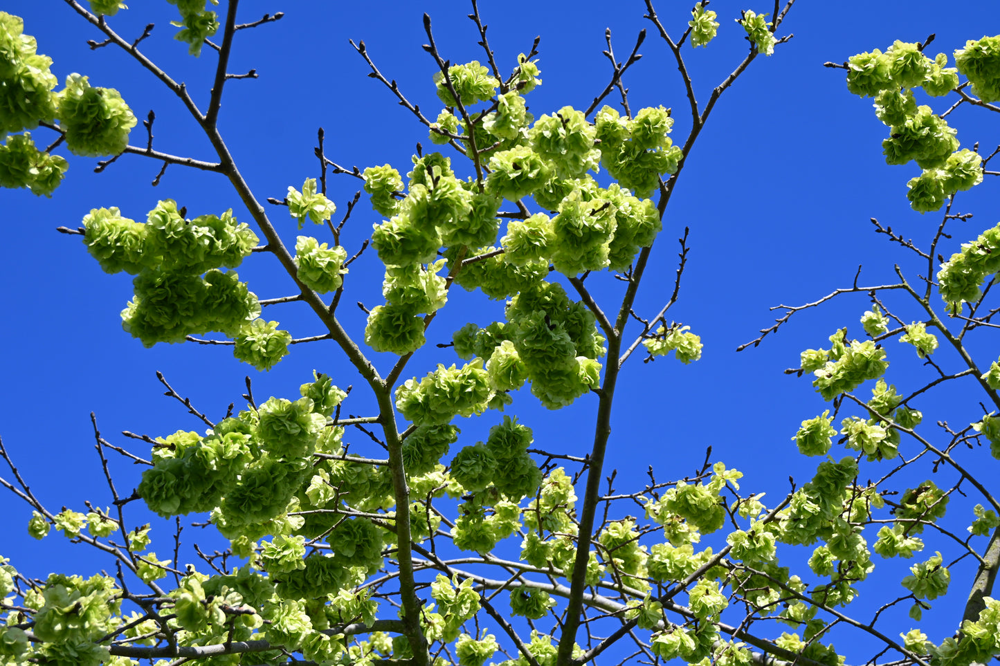 Ulmus 'Horizontalis'