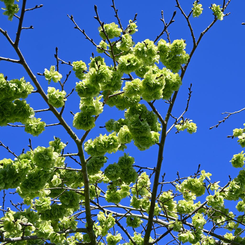Ulmus Horizontalis Image