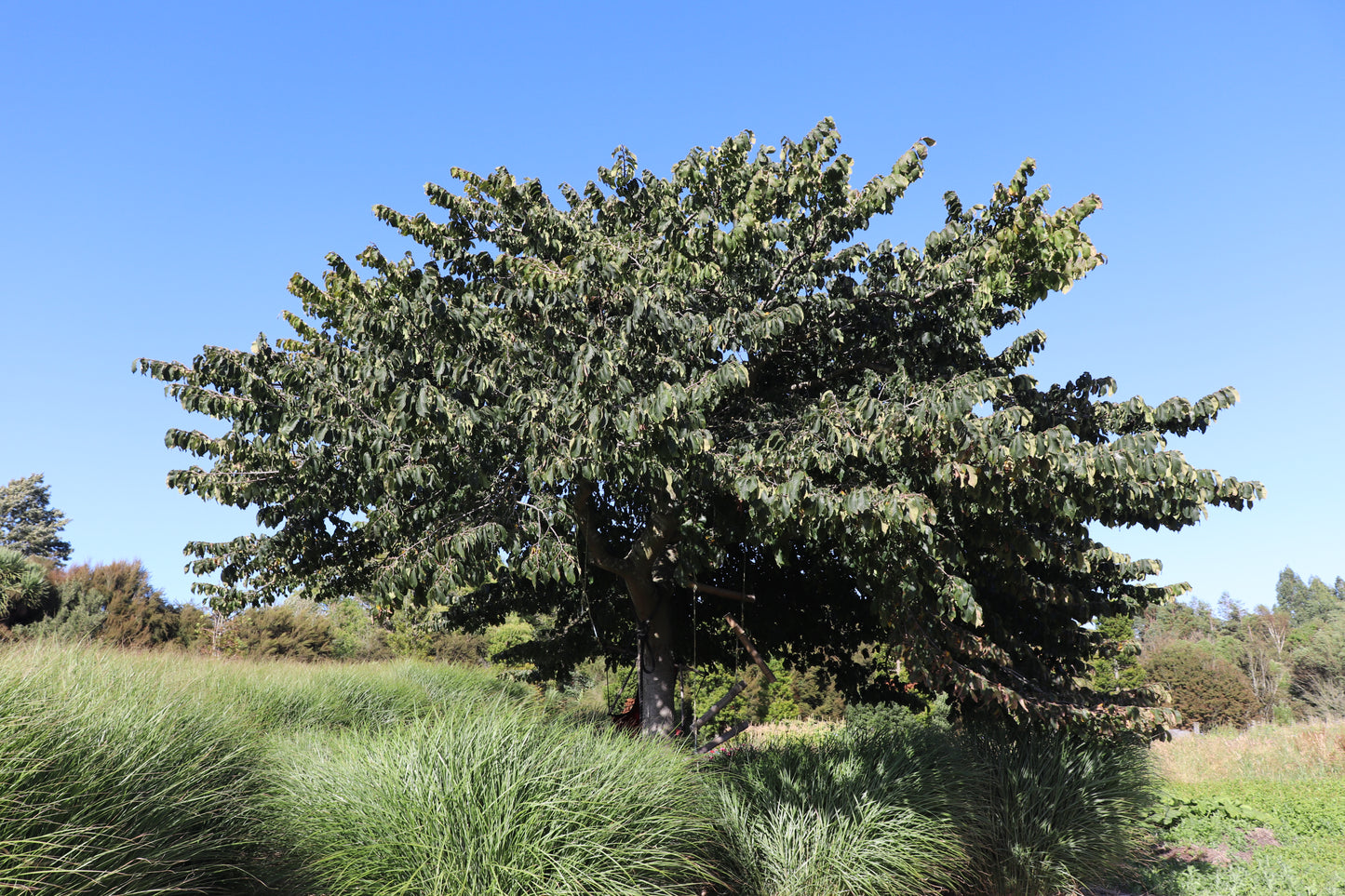 Ulmus Horizontalis