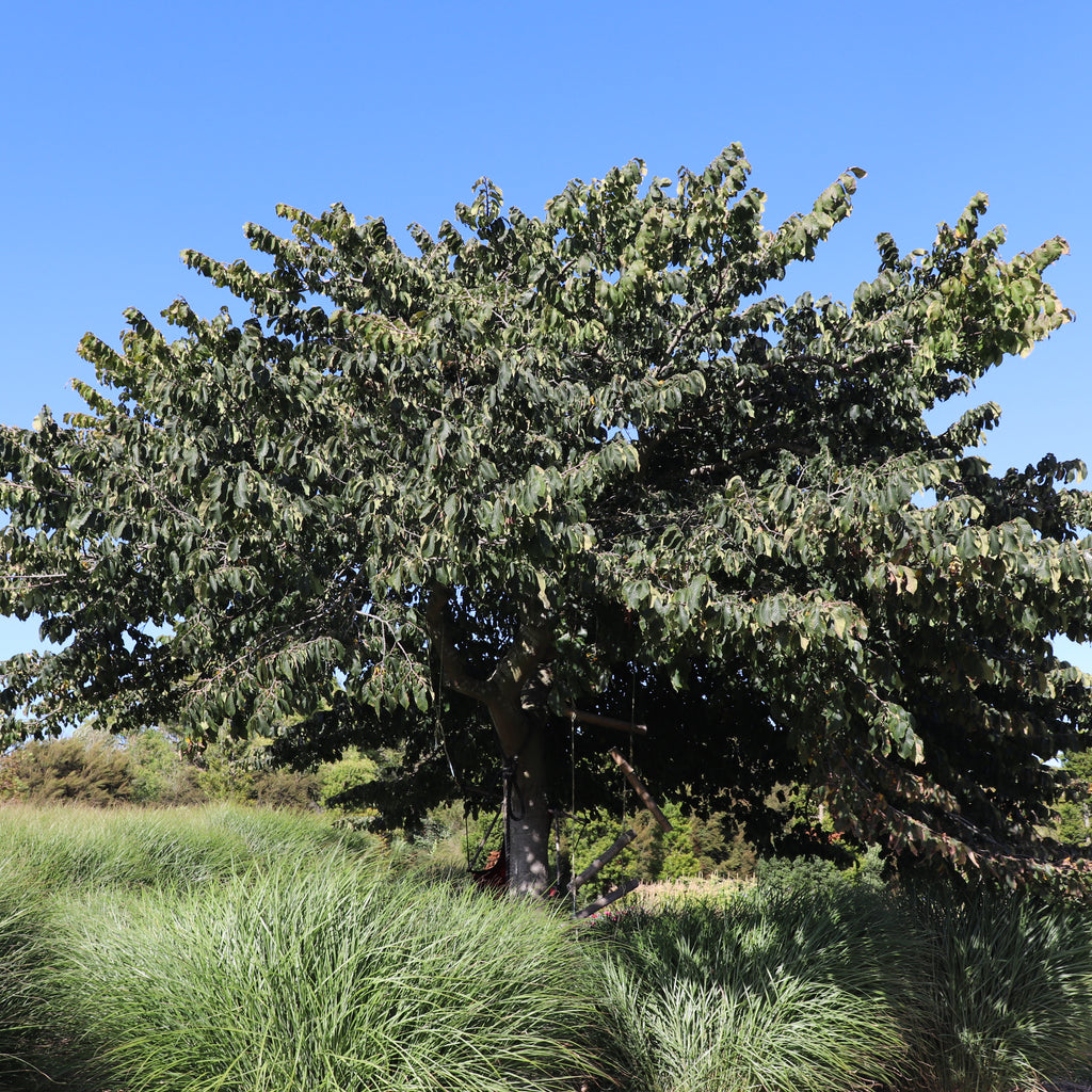 Ulmus Horizontalis Image