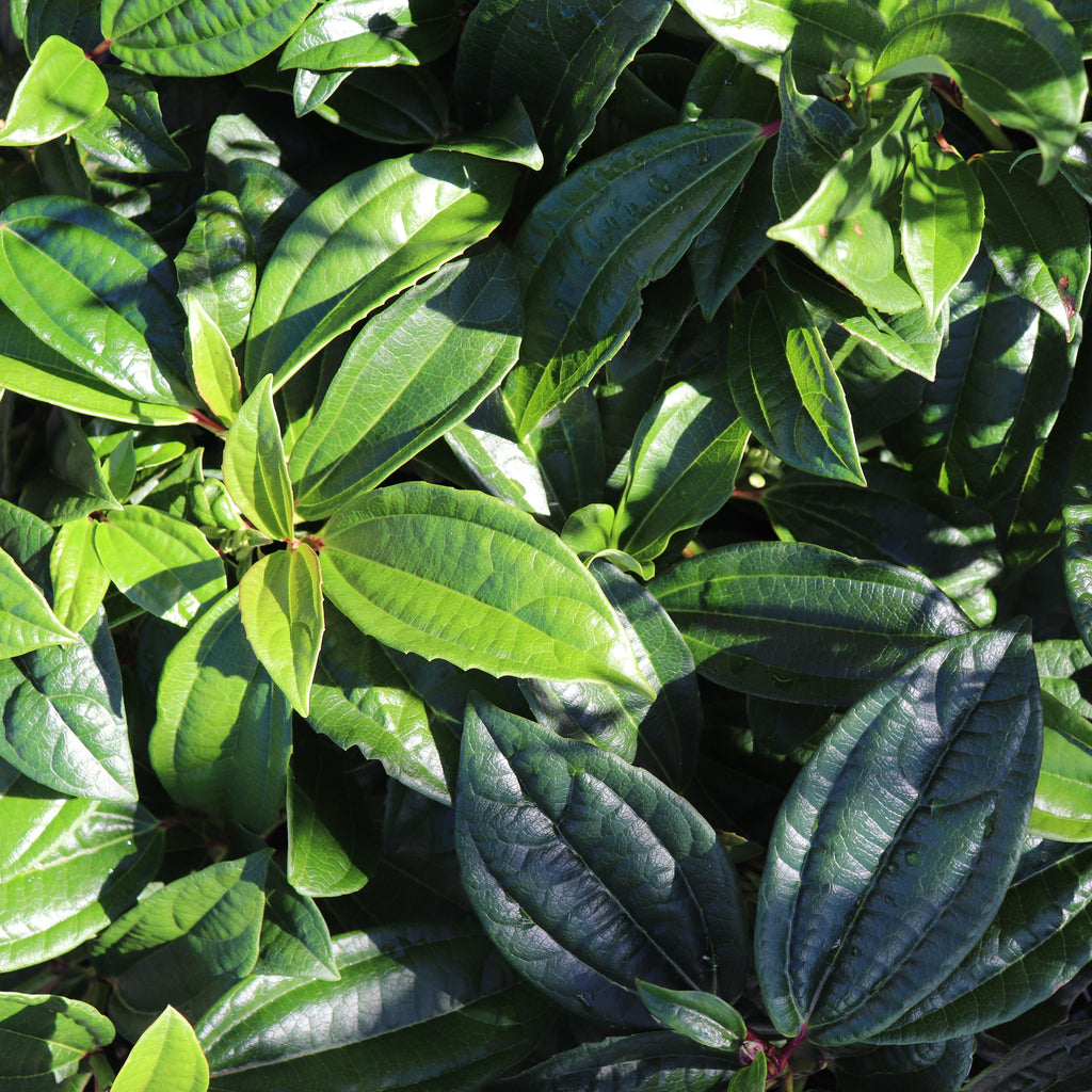 Viburnum davidii Image