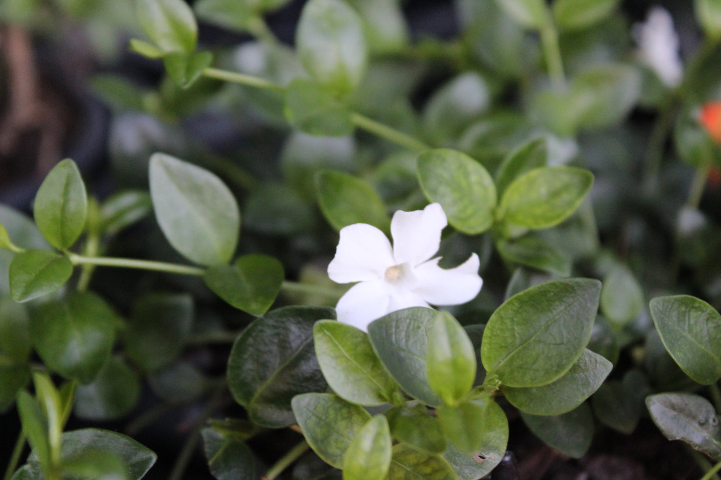 Vinca minor Gertrude Jekyll