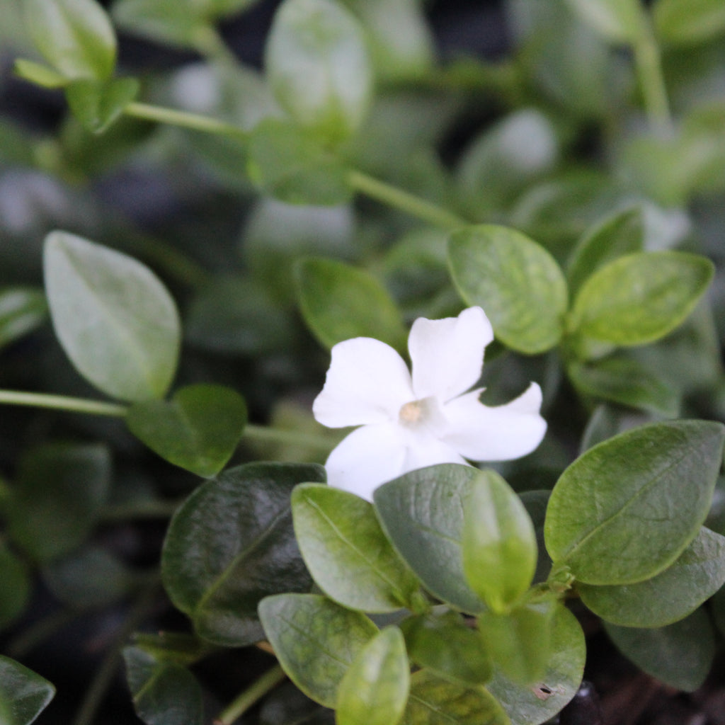 Vinca minor Gertrude Jekyll Image