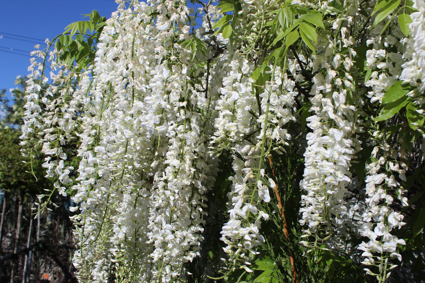 wisteria snow showers.