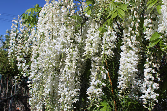 wisteria snow showers.