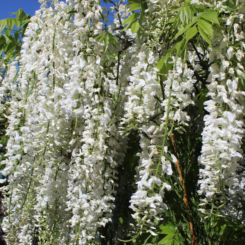 Wisteria snow showers Image