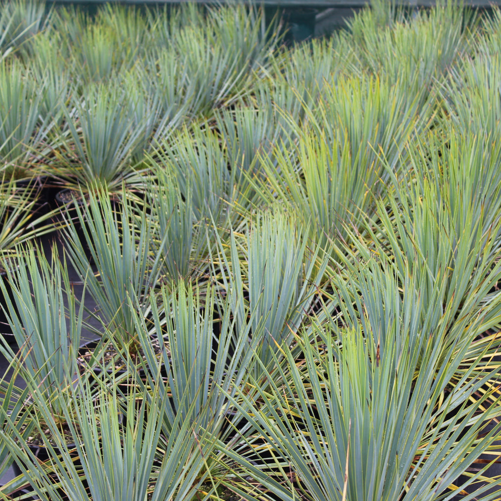Yucca rostrata Image
